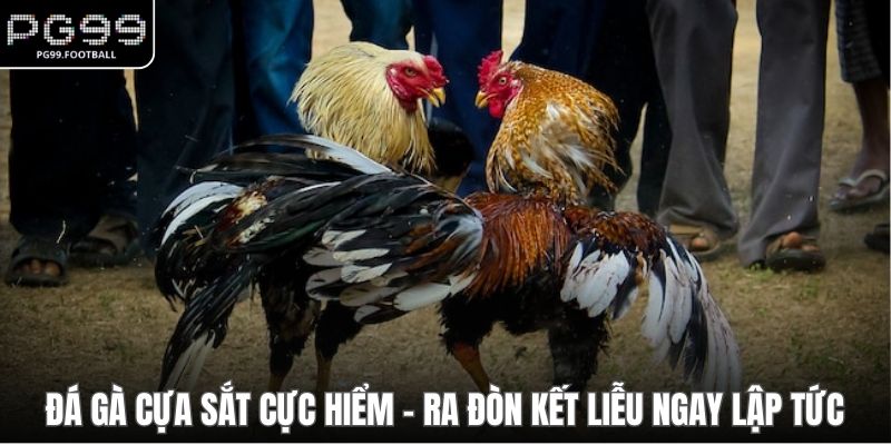 đá gà cựa sắt